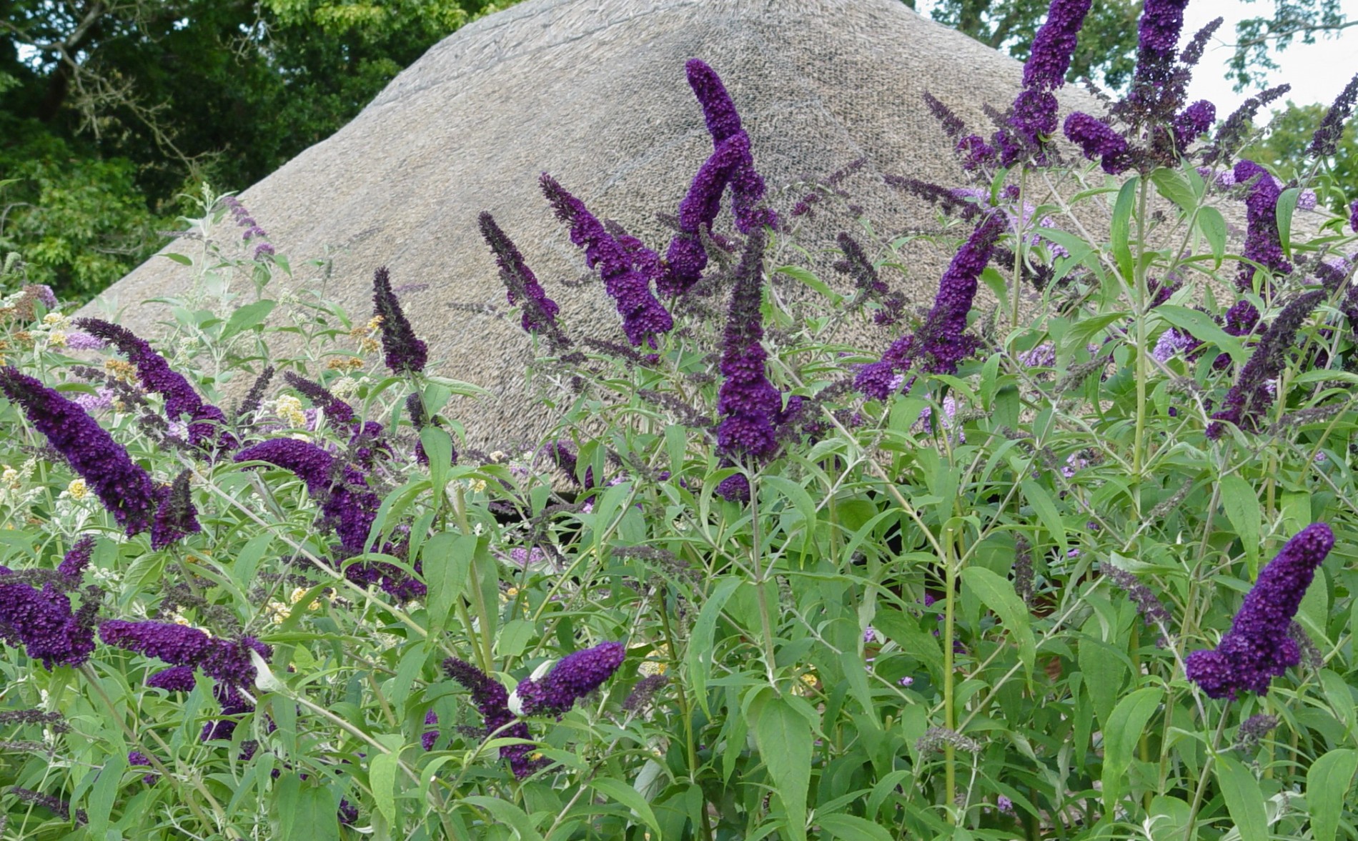 Buddleja davidii 'Black Knight'